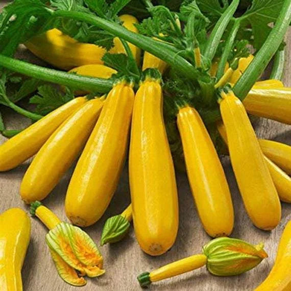 Squash Gold Rush Seeds